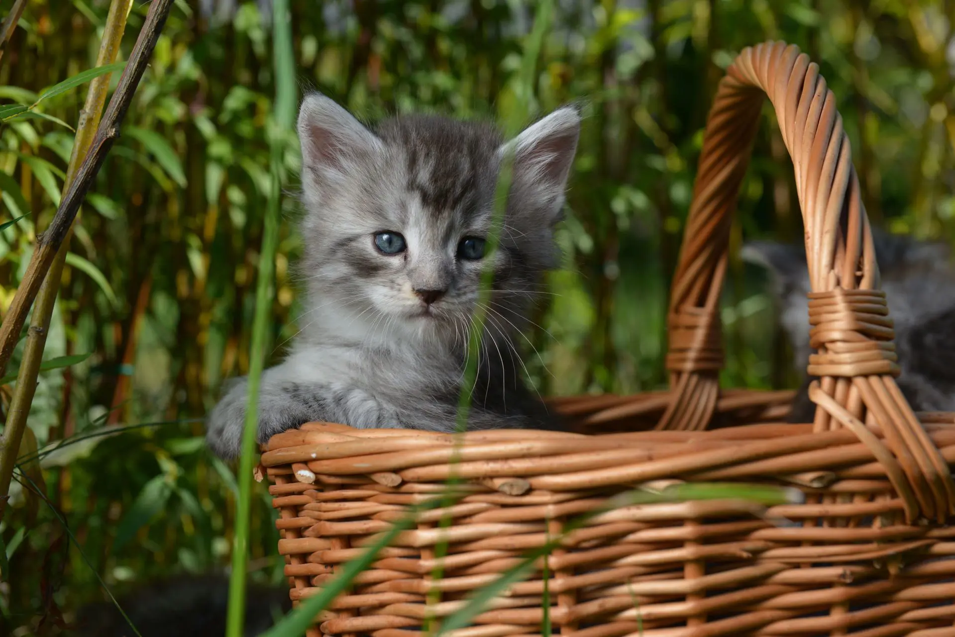 KittenPlein - Dutch Kitten Marketplace for Buyers and Breeders